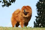 CHOW CHOW 365